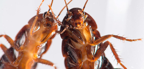 Vilket är det mest effektiva botemedlet för kackerlacka?