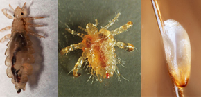 Hoe luizen eruit zien: kennis maken met de kenmerken van het uiterlijk en de biologie van parasieten