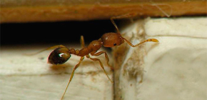 Παγίδες για κατοικίδια μυρμήγκια στο διαμέρισμα