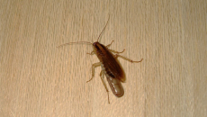 Waar kakkerlakken zich verstoppen in het appartement ...