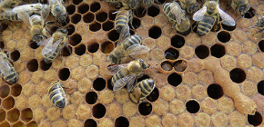 Η χρήση βάμματος σκόρου μελισσών για τη θεραπεία ασθενειών