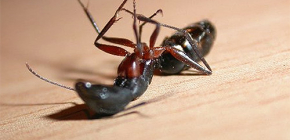 Επιλέγοντας μια θεραπεία για τα οικιακά μυρμήγκια στο διαμέρισμα