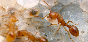 Πώς να βγάλετε τα μυρμήγκια από ένα διαμέρισμα