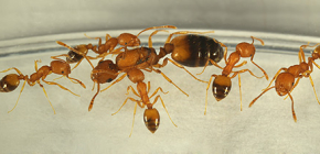 Από πού προέρχονται τα μυρμήγκια στο σπίτι και πρέπει να τα φοβόμαστε