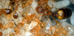 Μυρμήγκια Φαραώ και πολεμώντας τους