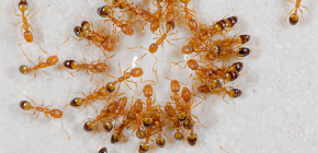 Πώς να απαλλαγείτε από τα μυρμήγκια του σπιτιού