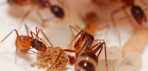 Καταστροφή μυρμηγκιών στο διαμέρισμα