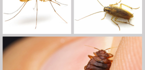 Insekticider för insekter i huset: en översikt över droger