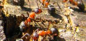 Hoe bereiden mieren zich voor op de winter?
