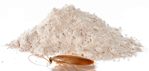 Pulver för att förstöra kackerlackor: en översikt över effektiva medel