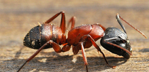 Over moordende mieren