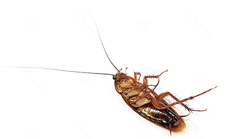 Je kunt van kakkerlakken afkomen door het appartement te bevriezen