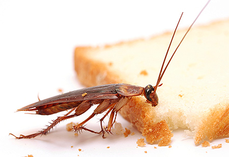 Het is belangrijk om de toegang van kakkerlakken tot voedsel en water te beperken.
