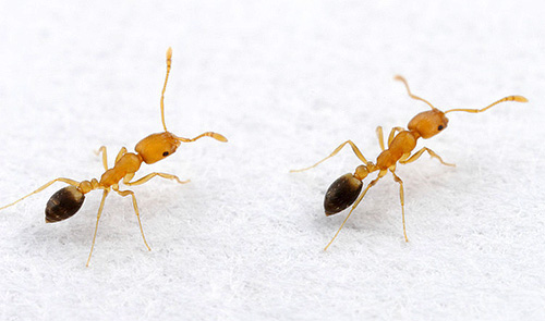 Als er af en toe mieren in huis worden aangetroffen, is het handig om preventieve maatregelen te nemen.