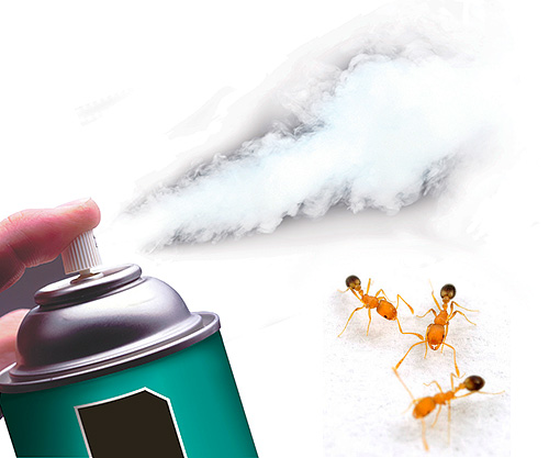 Tegenwoordig zijn er zeer effectieve insectendodende sprays die mieren snel doden.
