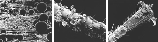 Mikrokapsle léku se snadno přilepí na chitinózní kryt štěnic, švábů a jiného hmyzu.