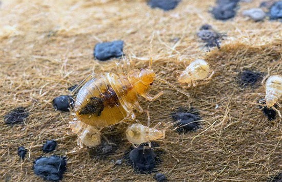 Po nějaké době se z přeživších vajíček vylíhnou malé larvy, které s vysokou pravděpodobností zemřou při kontaktu s ošetřenými povrchy.
