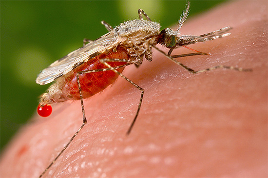 mygga som dricker blod