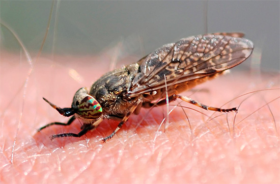 Hästflugor biter ganska smärtsamt och lämnar stora röda fläckar på huden.