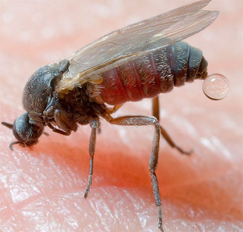 Insektsbett, till exempel i taigan (mygg) kan leda till mycket allvarliga konsekvenser om lämpliga skyddsåtgärder inte vidtas initialt.