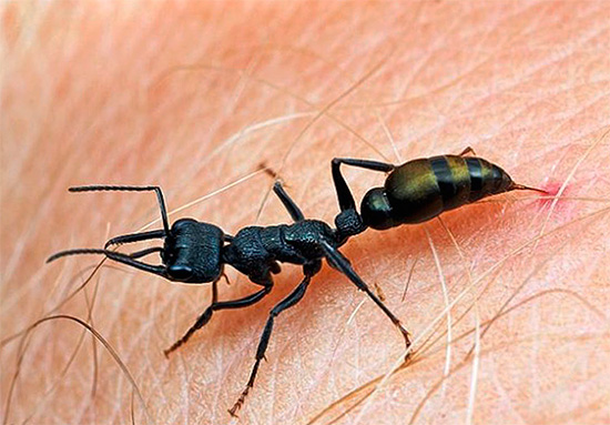 Kulmyrstick anses vara en av de mest smärtsamma bland insekter.