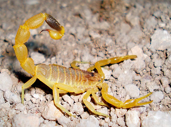 Fotografi av en gul skorpion