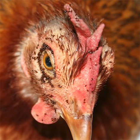 Massbett av kycklingblock kan leda till fåglarnas död.