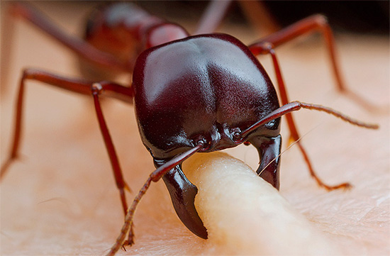 Med undantag för några stickande myror lämnar dessa insekters bett vanligtvis bara subtila märken på huden.