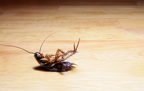 حتى الصراصير المسمومة يمكن أن تكون خطيرة - خاصة بالنسبة للحيوانات الأليفة التي يمكن أن تأكلها ...