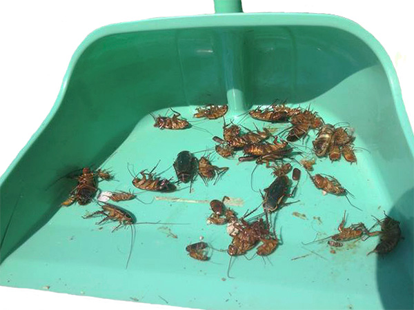 Voordat u huisdieren in het appartement laat, is het belangrijk om alle dode kakkerlakken weg te vegen en een natte reiniging uit te voeren.