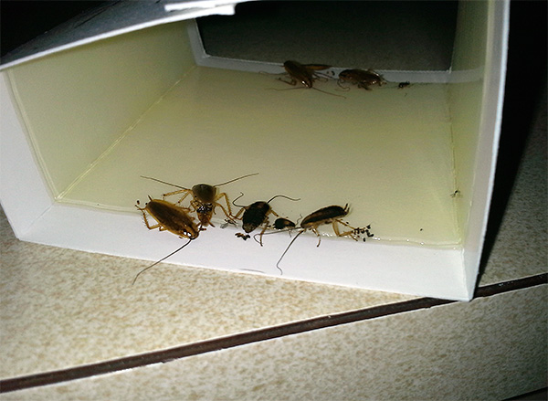 De foto toont een voorbeeld van een lijmval met vastzittende kakkerlakken.
