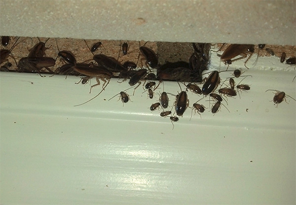 Insecticide rook dringt door tot in de meest ontoegankelijke plaatsen waar kakkerlakken zich kunnen verbergen.