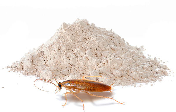 Insecticide poeders blijven tegenwoordig een van de meest populaire remedies voor kakkerlakken - we zullen meer in detail over dergelijke preparaten praten ...