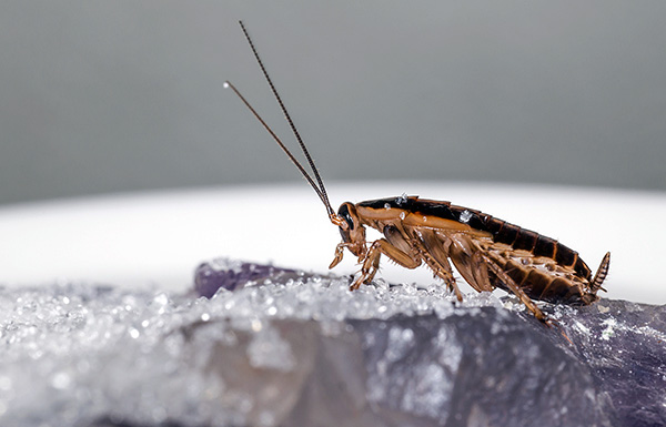 De meeste moderne insectendodende poeders vernietigen kakkerlakken vanwege de dubbele vergiftigingswerking - contact en darm.