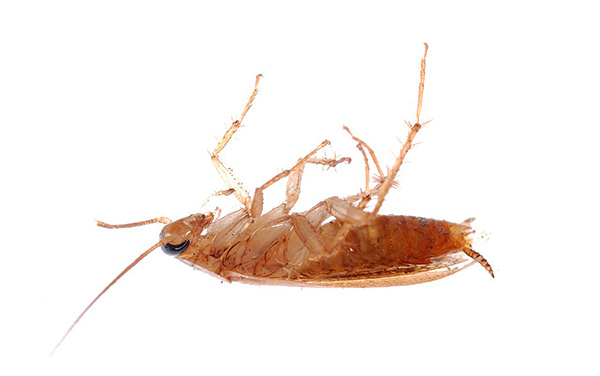 Bij correct gebruik helpen insecticiden in poedervorm echt om kakkerlakken effectief te vernietigen, maar welke moet je kiezen? ..