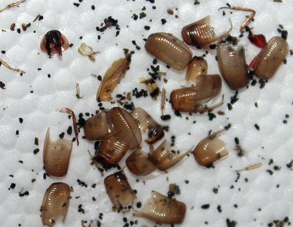 Allergier kan också förekomma på resterna av kitinösa höljen från olika insekter - till exempel kackerlackor.
